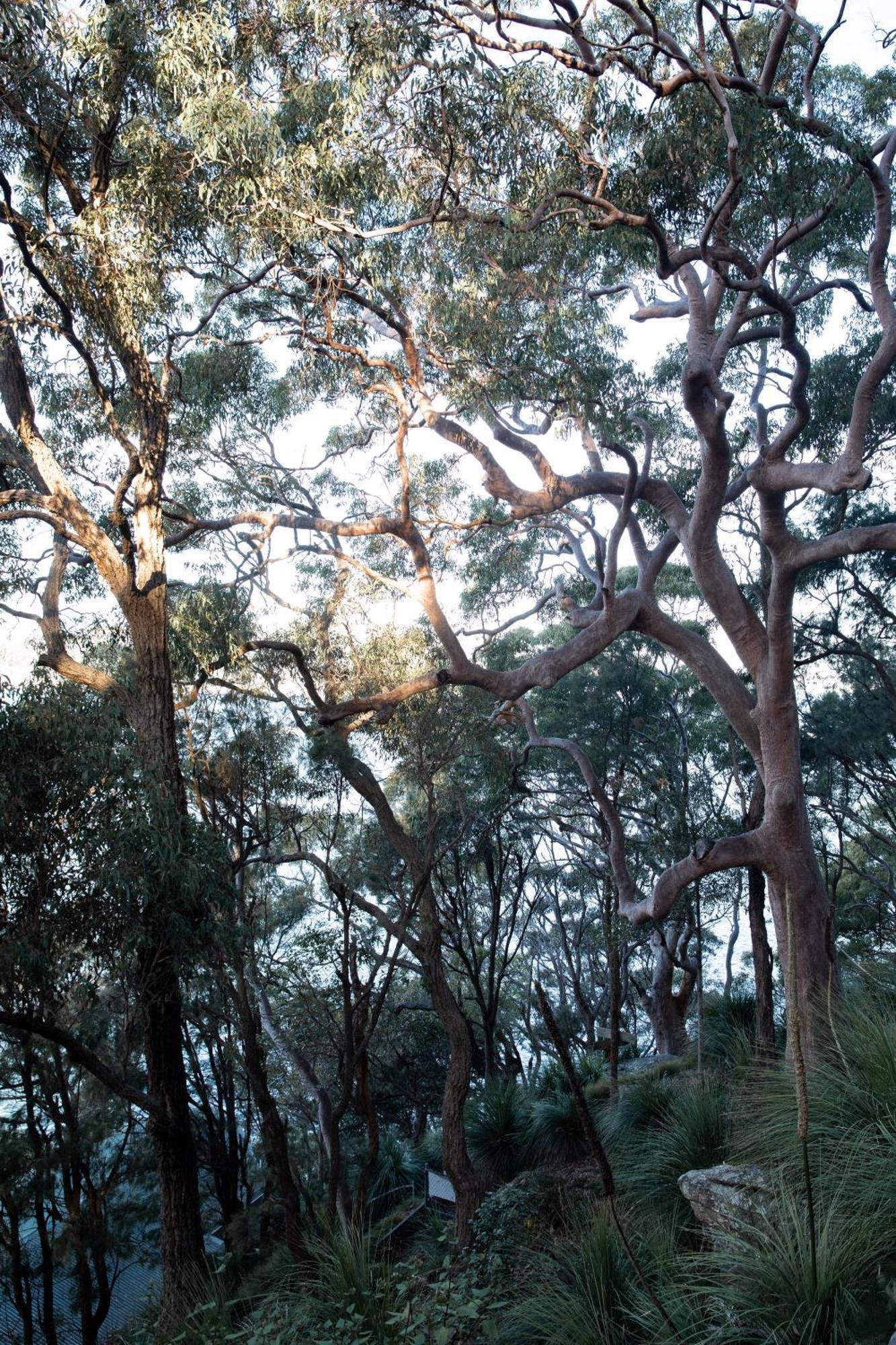 Villa Cape Mackerel Cabin With Magic Palm Beach & Pittwater Views à Great Mackerel Beach Extérieur photo